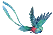 Colorful bird in flight representing Hope and Freedom at Limitless Horizons Ixil.