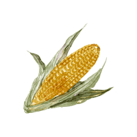 Corn cob with green husk, symbolizing agriculture and community in Ixil region.